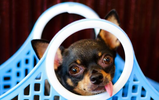 Chihuahua Dog Purse Carrier: The Ultimate Hands-Free Solution for Stylish Pet Owners