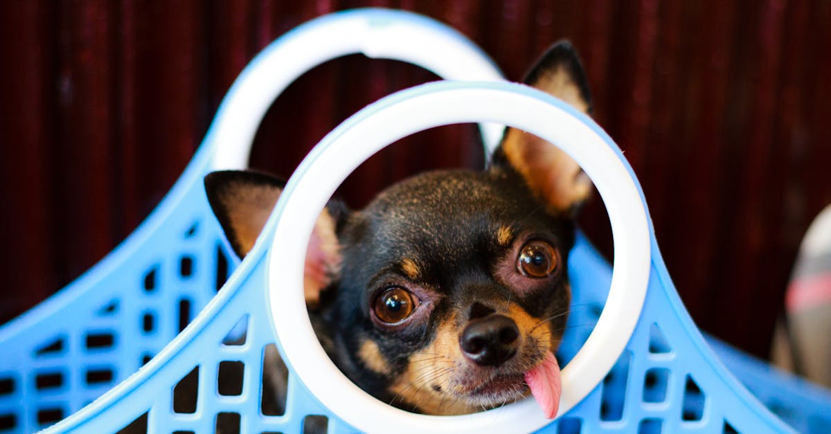 Chihuahua Dog Purse Carrier: The Ultimate Hands-Free Solution for Stylish Pet Owners