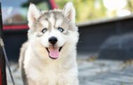 Best Leash for Hiking: Top Picks for Safe, Comfortable Adventures with Your Dog