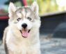 Best Leash for Hiking: Top Picks for Safe, Comfortable Adventures with Your Dog