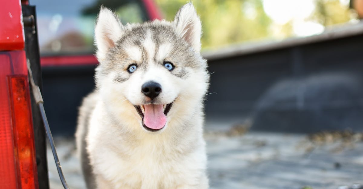 Best Leash for Hiking: Top Picks for Safe, Comfortable Adventures with Your Dog