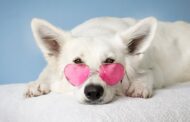 Best Peptides for Dogs: Top Supplements for Joint Health, Vitality, and Wellness
