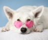 Best Peptides for Dogs: Top Supplements for Joint Health, Vitality, and Wellness