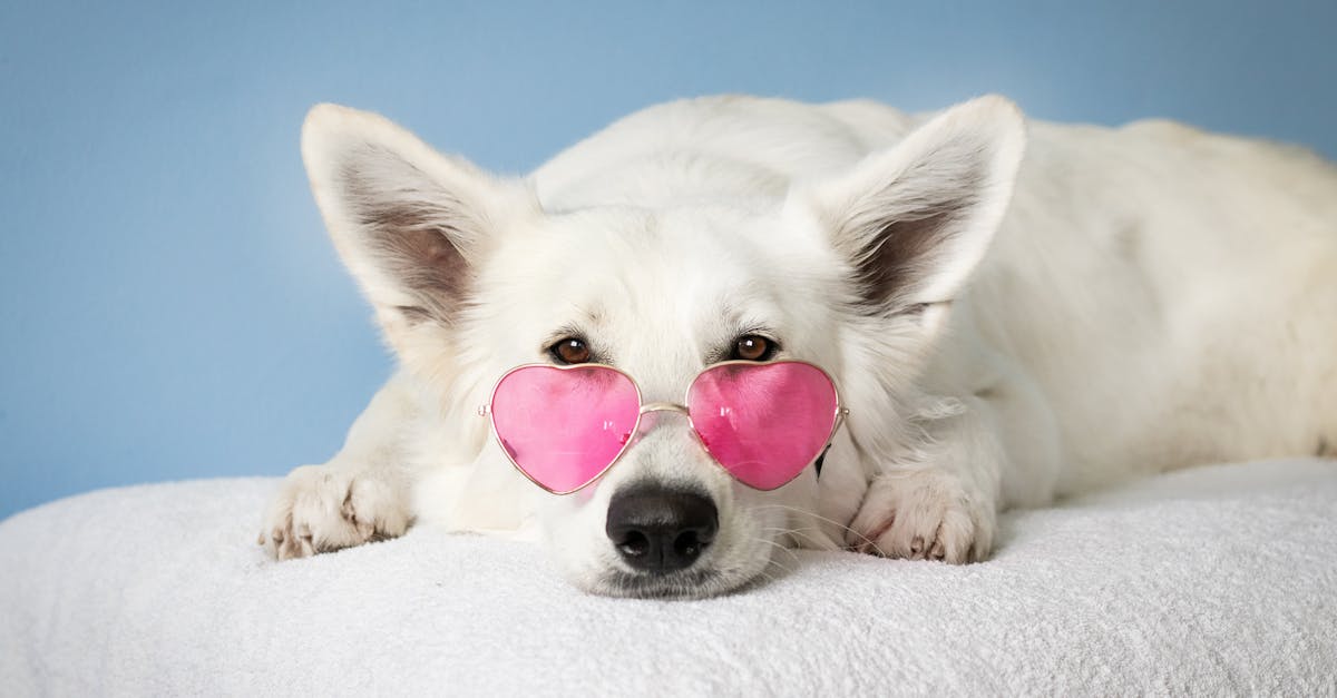 Best Peptides for Dogs: Top Supplements for Joint Health, Vitality, and Wellness