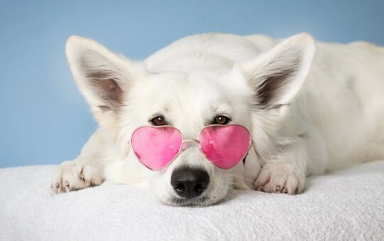 Top Benefits of Chicken Hearts for Dogs: Nutrition, Heart Health & Happy Mealtimes