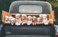 10 Best Toys for Labradoodle Puppies: Safe, Durable & Fun Picks for Happy Playtime