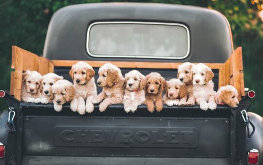 10 Best Toys for Labradoodle Puppies: Safe, Durable & Fun Picks for Happy Playtime