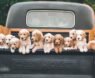 10 Best Toys for Labradoodle Puppies: Safe, Durable & Fun Picks for Happy Playtime