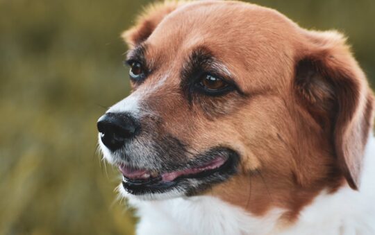 Best Diapers for Dogs With No Tail: Keep Your Tailless Pup Comfortable & Dry