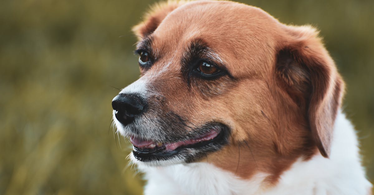 Best Diapers for Dogs With No Tail: Keep Your Tailless Pup Comfortable & Dry