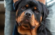 Best Brush for a Rottweiler: Top Grooming Tools for a Healthy, Shed-Free Double Coat