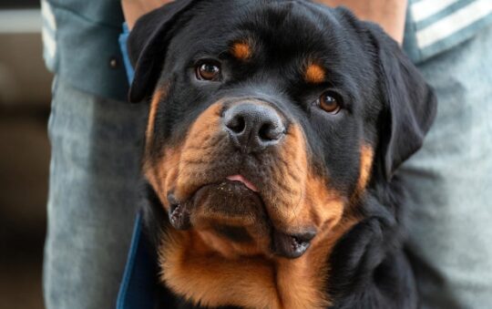Best Brush for a Rottweiler: Top Grooming Tools for a Healthy, Shed-Free Double Coat