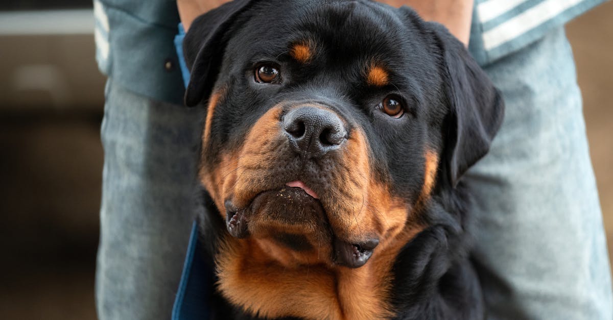 Best Brush for a Rottweiler: Top Grooming Tools for a Healthy, Shed-Free Double Coat