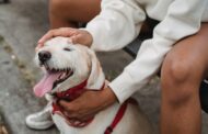 Best Dog Harness for Greyhounds: Top Picks for Comfort, Safety, and a Perfect Fit Best Dog Harness for Greyhounds: Top Picks for Comfort, Safety, and a Perfect Fit