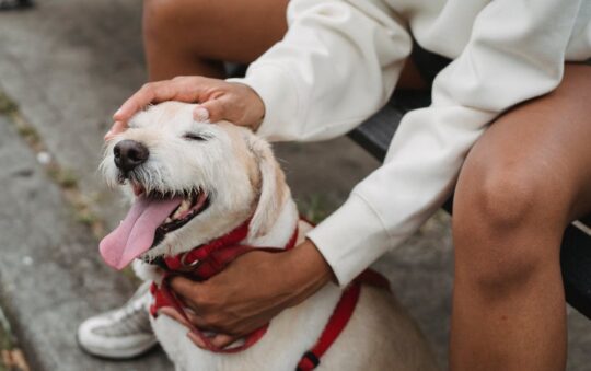 Best Dog Harness for Greyhounds: Top Picks for Comfort, Safety, and a Perfect Fit