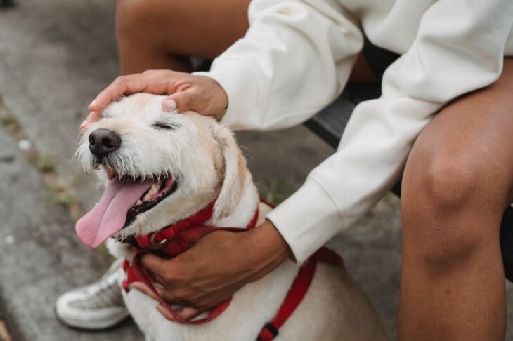 Best Dog Harness for Greyhounds: Top Picks for Comfort, Safety, and a Perfect Fit Best Dog Harness for Greyhounds: Top Picks for Comfort, Safety, and a Perfect Fit
