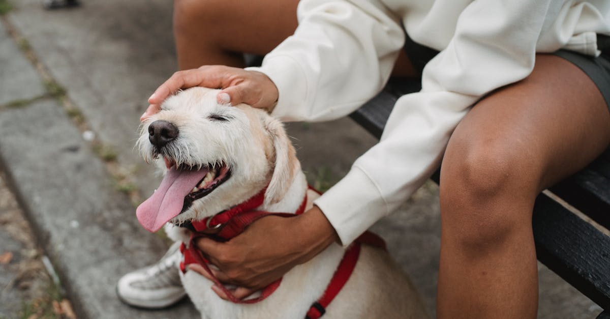 Best Dog Harness for Greyhounds: Top Picks for Comfort, Safety, and a Perfect Fit
