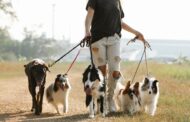 Best Brush for Shetland Sheepdog: Top Grooming Tools for a Happy, Tangle-Free Sheltie