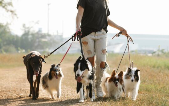 Best Brush for Shetland Sheepdog: Top Grooming Tools for a Happy, Tangle-Free Sheltie