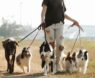 Best Brush for Shetland Sheepdog: Top Grooming Tools for a Happy, Tangle-Free Sheltie