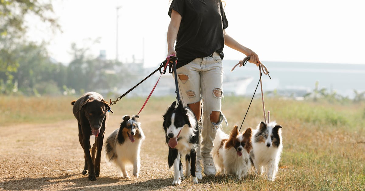 Best Brush for Shetland Sheepdog: Top Grooming Tools for a Happy, Tangle-Free Sheltie