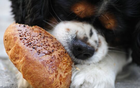 Best Dry Food for Cavalier King Charles: Top Picks for Healthy, Happy, and Picky Eaters