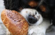 Best Brittany Spaniel Dog Food: Top Nutrition Tips for Healthy, Energetic Dogs