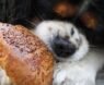Best Brittany Spaniel Dog Food: Top Nutrition Tips for Healthy, Energetic Dogs