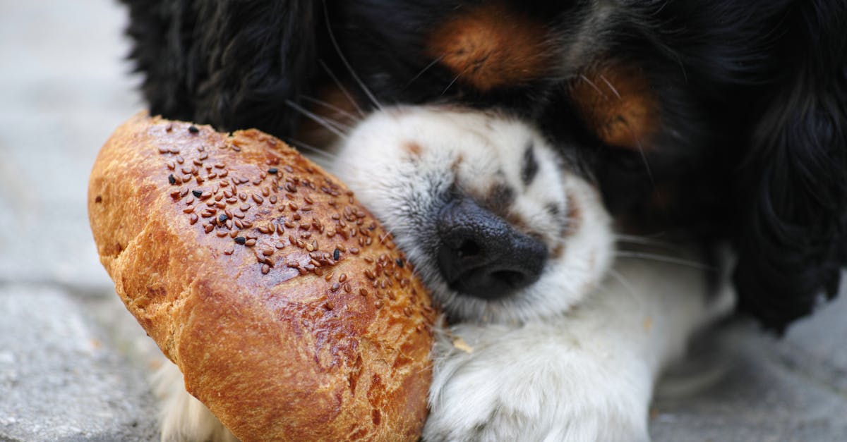 Best Brittany Spaniel Dog Food: Top Nutrition Tips for Healthy, Energetic Dogs