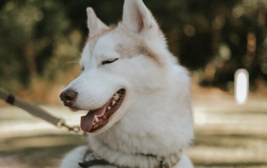 Adventure Dog Harness: The Ultimate Guide to Safer, More Comfortable Outdoor Walks with Your Pup