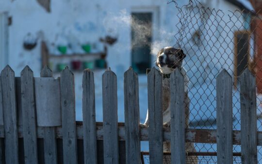 Best Outdoor Dog House for Cold Weather: Top Insulated Shelters to Keep Your Dog Warm