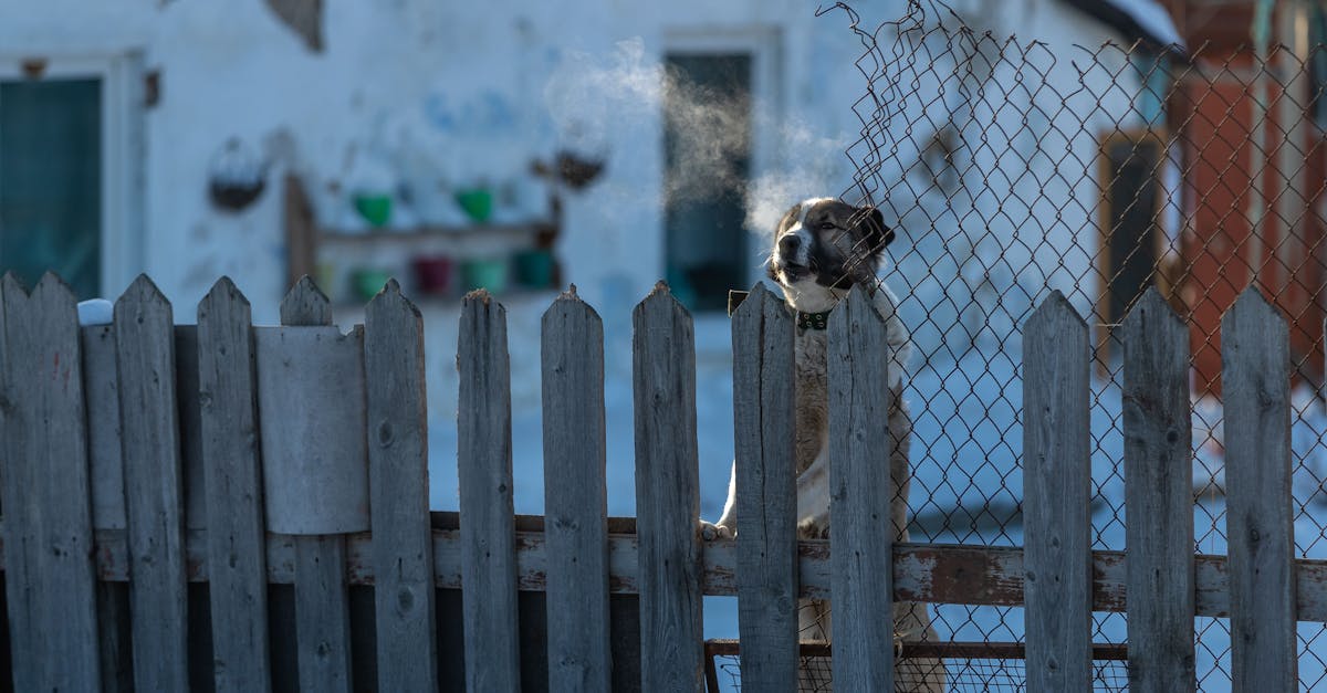Best Outdoor Dog House for Cold Weather: Top Insulated Shelters to Keep Your Dog Warm