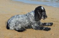 Best Dog Shampoo for Cocker Spaniels: Top Picks for Sensitive Skin & Shiny, Tangle-Free Coats