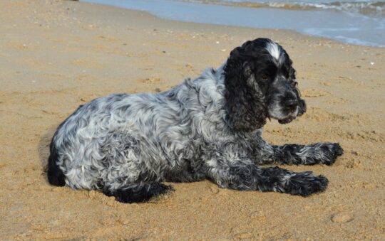 Best Dog Shampoo for Cocker Spaniels: Top Picks for Sensitive Skin & Shiny, Tangle-Free Coats