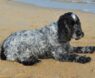 Best Dog Shampoo for Cocker Spaniels: Top Picks for Sensitive Skin & Shiny, Tangle-Free Coats