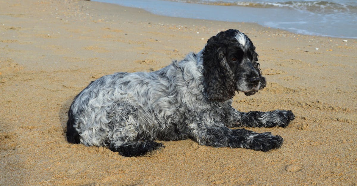 Best Dog Shampoo for Cocker Spaniels: Top Picks for Sensitive Skin & Shiny, Tangle-Free Coats