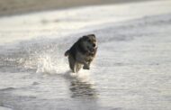 Best Water Bowl for Flat Faced Dogs: Top Picks to Reduce Mess & Keep Bulldogs, Pugs, and Frenchies Hydrated