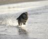 Best Water Bowl for Flat Faced Dogs: Top Picks to Reduce Mess & Keep Bulldogs, Pugs, and Frenchies Hydrated