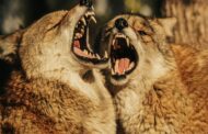 Best Supplement for Dog Aggression: Top Picks to Calm and Soothe Your Reactive Pup