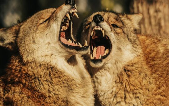 Best Supplement for Dog Aggression: Top Picks to Calm and Soothe Your Reactive Pup