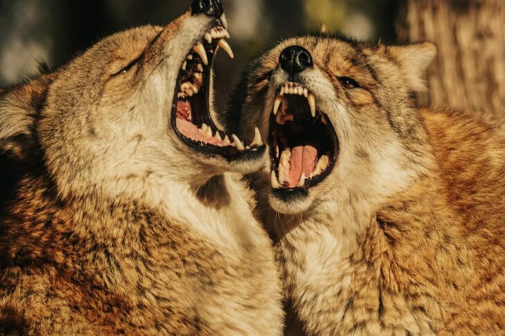 Best Supplement for Dog Aggression: Top Picks to Calm and Soothe Your Reactive Pup Best Supplement for Dog Aggression: Top Picks to Calm and Soothe Your Reactive Pup