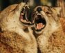 Best Supplement for Dog Aggression: Top Picks to Calm and Soothe Your Reactive Pup