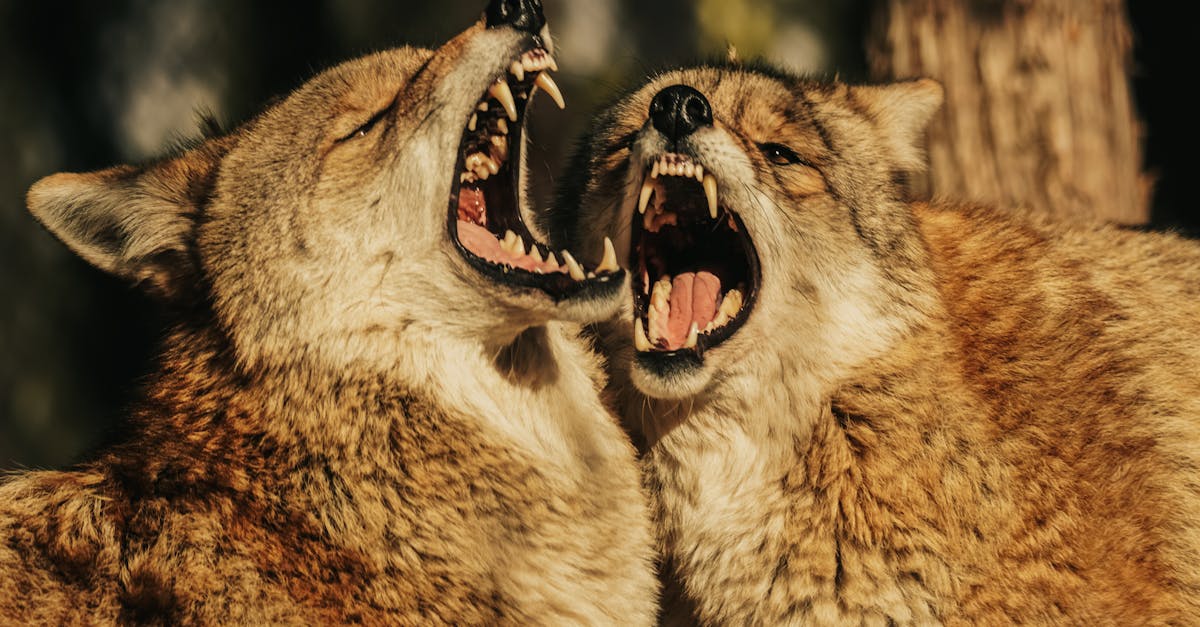 Best Supplement for Dog Aggression: Top Picks to Calm and Soothe Your Reactive Pup