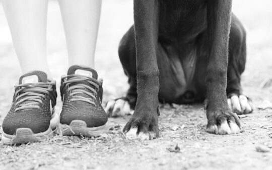 Chicken Feet Raw for Dogs: Benefits, Risks, and Tips for Safe, Healthy Chewing