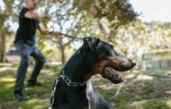 Big Dog Chews: The Best Durable, Safe, and Tasty Chews for Large Breed Dogs