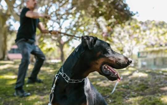Big Dog Chews: The Best Durable, Safe, and Tasty Chews for Large Breed Dogs