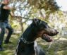 Big Dog Chews: The Best Durable, Safe, and Tasty Chews for Large Breed Dogs