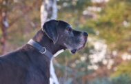 Best Collar for Great Dane: Top Picks for Comfort, Safety & Style for Your Gentle Giant
