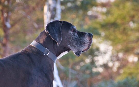 Best Collar for Great Dane: Top Picks for Comfort, Safety & Style for Your Gentle Giant