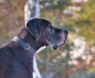 Best Collar for Great Dane: Top Picks for Comfort, Safety & Style for Your Gentle Giant
